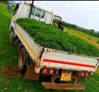 We do supply and installa Lm Berea grass and buffalo grass