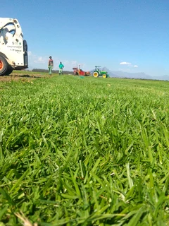 We do supply and installa Lm Berea grass and buffalo grass
