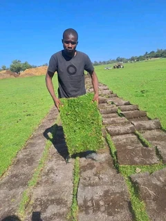 Delivery roll on lawn 100% weed free