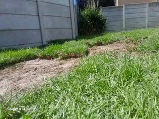 Delivery roll on lawn 100% weed free