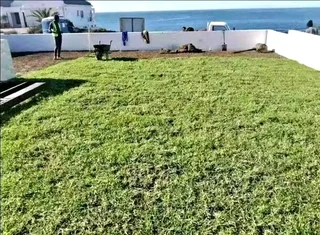 Delivery roll on lawn 100% weed free