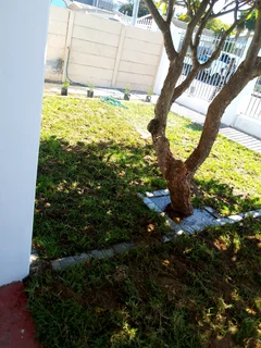 Delivery roll on lawn 100% weed free