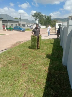 Delivery roll on lawn 100% weed free