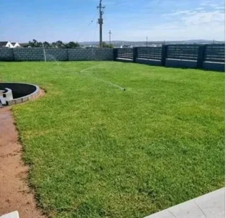 Delivery roll on lawn 100% weed free