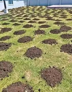 Delivery roll on lawn 100% weed free