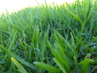 We do roll on lawn national grass fresh and green