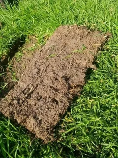 Delivery and installa buffalo grass