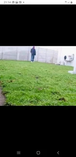 Delivery and installa buffalo grass