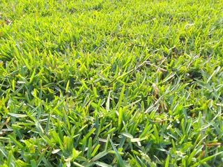 Roll on lawn Kikuyu grass
