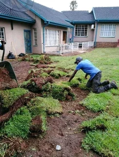 Roll on lawn Lm Berea grass