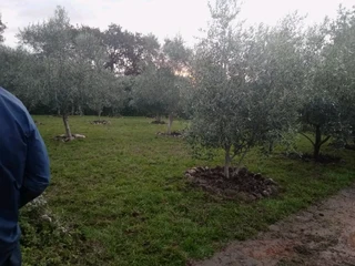 Roll on lawn Lm Berea grass