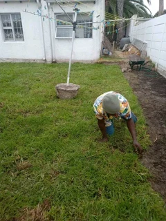 Delivery and installa Cyndone grass