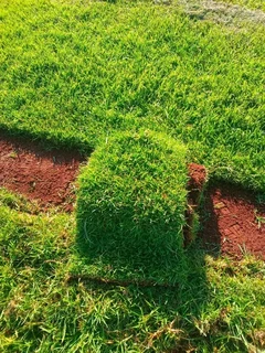 Roll on lawn Lm Berea grass and Kikuyu grass