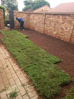 Roll on lawn Lm Berea grass and Kikuyu grass