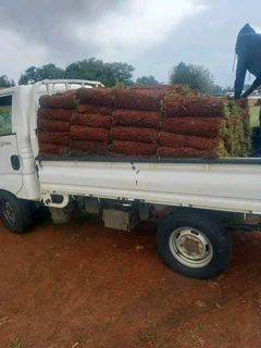 Roll on lawn Lm Berea grass and Kikuyu grass