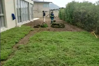 Quality and installa buffalo grass