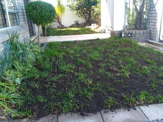 Quality and installa buffalo grass