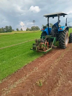 Roll on lawn Kikuyu grass and buffalo grass weed free