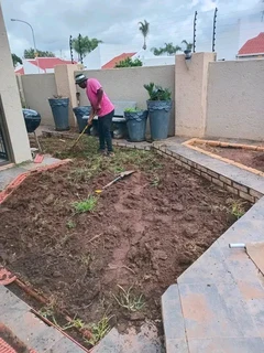 Roll on lawn Kikuyu grass and buffalo grass weed free