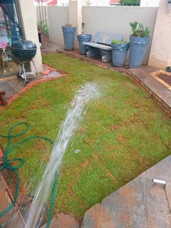 Roll on lawn Kikuyu grass and buffalo grass weed free