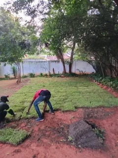 Roll on lawn Kikuyu grass and buffalo grass weed free