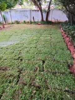 Roll on lawn Kikuyu grass and buffalo grass weed free