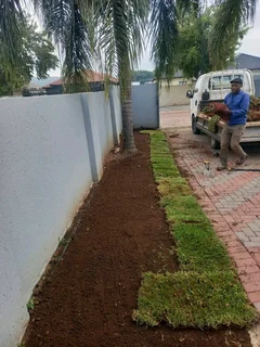 Roll on lawn Kikuyu grass and buffalo grass weed free