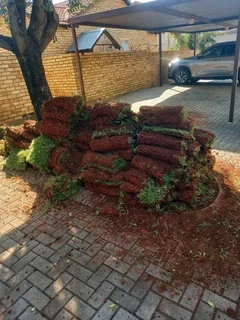 Roll on lawn Kikuyu grass and buffalo grass weed free