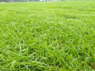 Roll on lawn Kikuyu grass and buffalo grass weed free