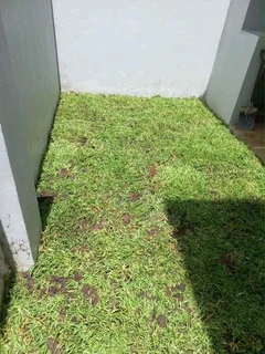 Supply and installa off roll on lawn  Lm Berea grass and Kikuyu grass weed free