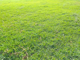 Supply and installa Lm Berea grass grass