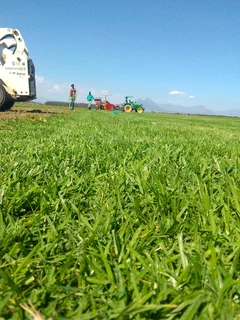 Supply and installa Lm Berea grass grass