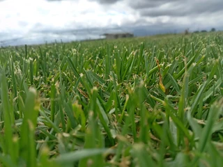 Supply and installa Lm Berea grass grass