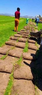 We do supply and installa buffalo grass