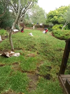 We do supply and installa buffalo grass