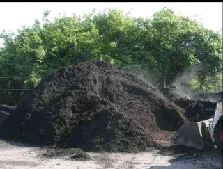 Roll on lawn Lm Berea grass