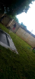 Delivery and installa buffalo grass and Kikuyu grass