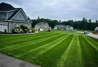 Roll on lawn Lm Berea grass and buffalo grass weed free