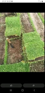 quality of roll on lawn national grass