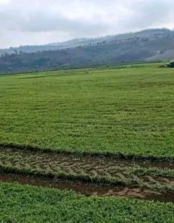 Green And Fresh Grass Straight From The Farm  Whatsapp Number 0672707801