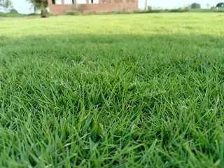 We do supply and installa buffalo grass