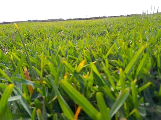 Roll on lawn Kikuyu grass and buffalo grass