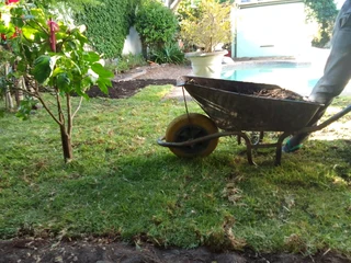 Roll on lawn Kikuyu grass and buffalo grass