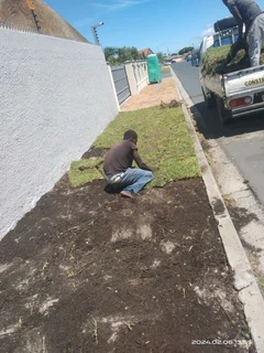 Roll on lawn Kikuyu grass and buffalo grass