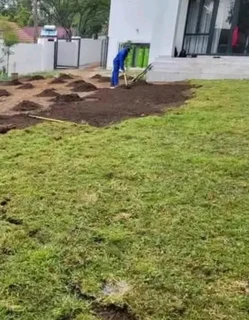 GREEN AND FRESH GRASS STRAIGHT FROM THE FARM  WhatsApp number 0672707801 PROFESSIONALS WITH IMMENSE