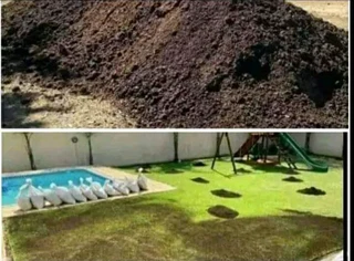 GREEN AND FRESH GRASS STRAIGHT FROM THE FARM  WhatsApp number 0672707801 PROFESSIONALS WITH IMMENSE