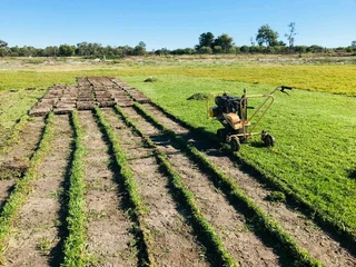 GREEN AND FRESH GRASS STRAIGHT FROM THE FARM  WhatsApp number 0672707801 PROFESSIONALS WITH IMMENSE