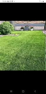 GREEN AND FRESH GRASS STRAIGHT FROM THE FARM  WhatsApp number 0672707801 PROFESSIONALS WITH IMMENSE