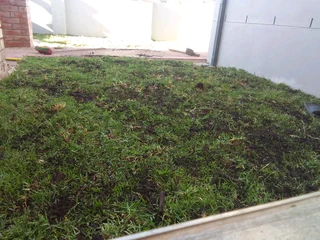GREEN AND FRESH GRASS STRAIGHT FROM THE FARM  WhatsApp number 0672707801 PROFESSIONALS WITH IMMENSE