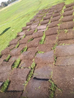 Roll on lawn Kikuyu grass